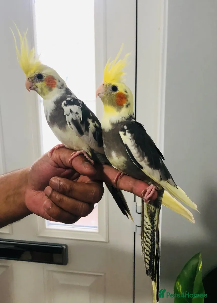 Magnifiques perruches calopsittes apprivoisées à la main
