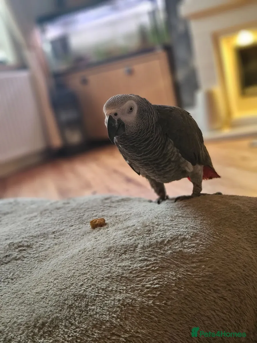 African grey
