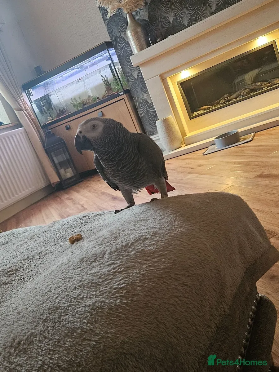 African grey