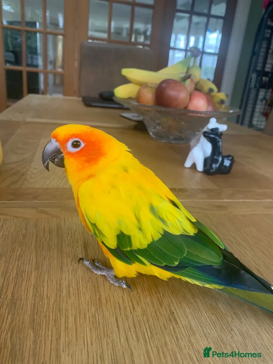 Female Conure for sale