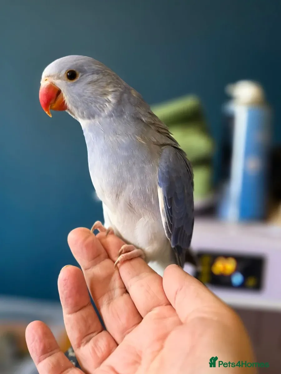 Stunning Hand Reared Ringnecks