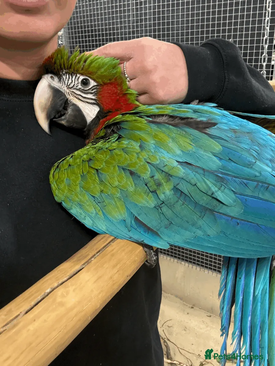 Gorgeous hand reared baby Harlequin Macaws