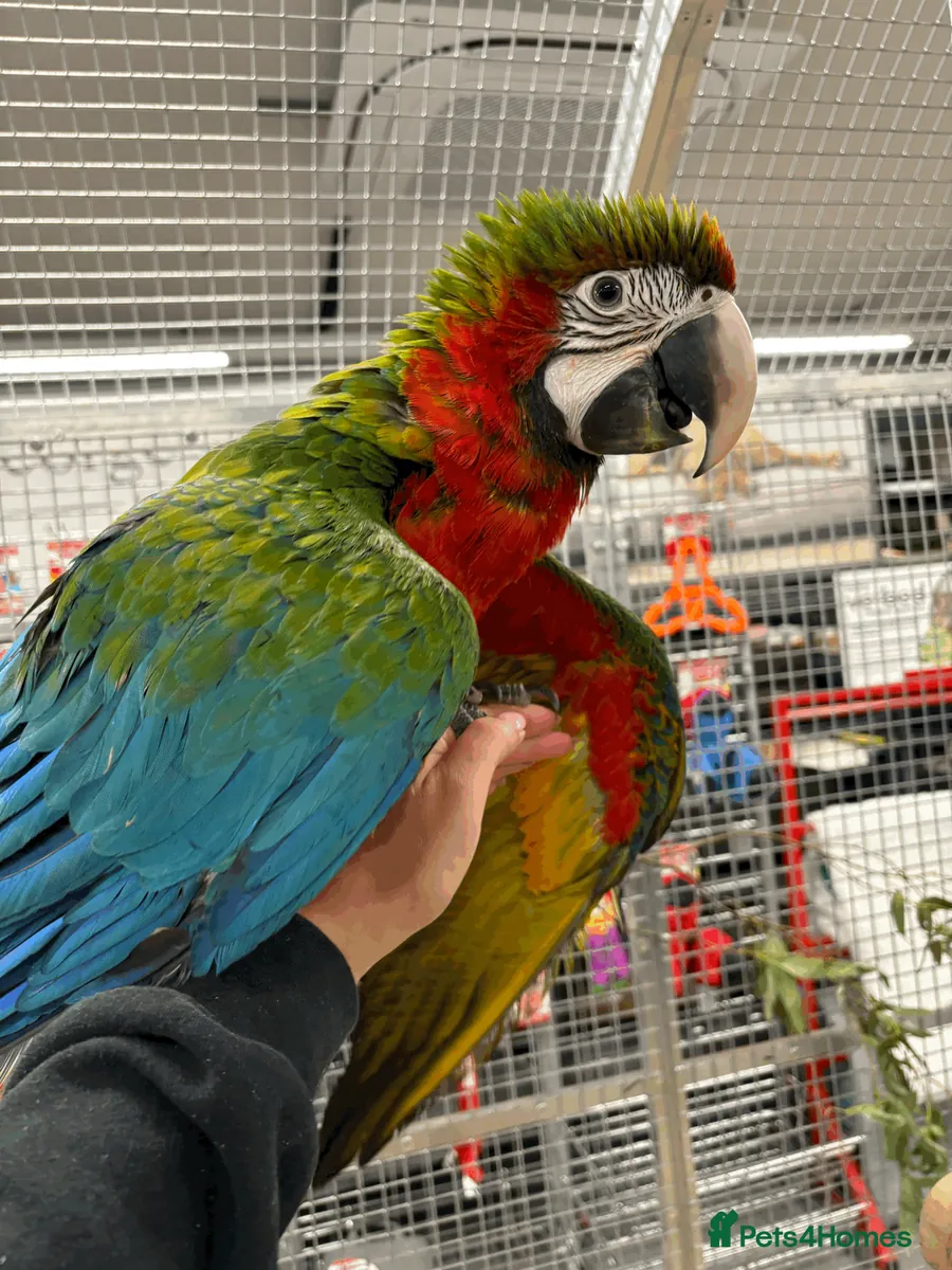 Gorgeous hand reared baby Harlequin Macaws
