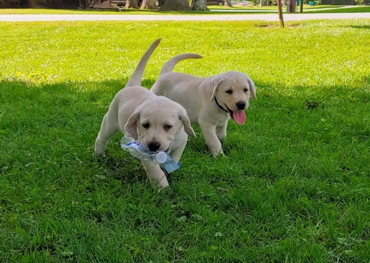 Labrador Retriever Puppies – Healthy, Loving & Ready for Their Forever Homes