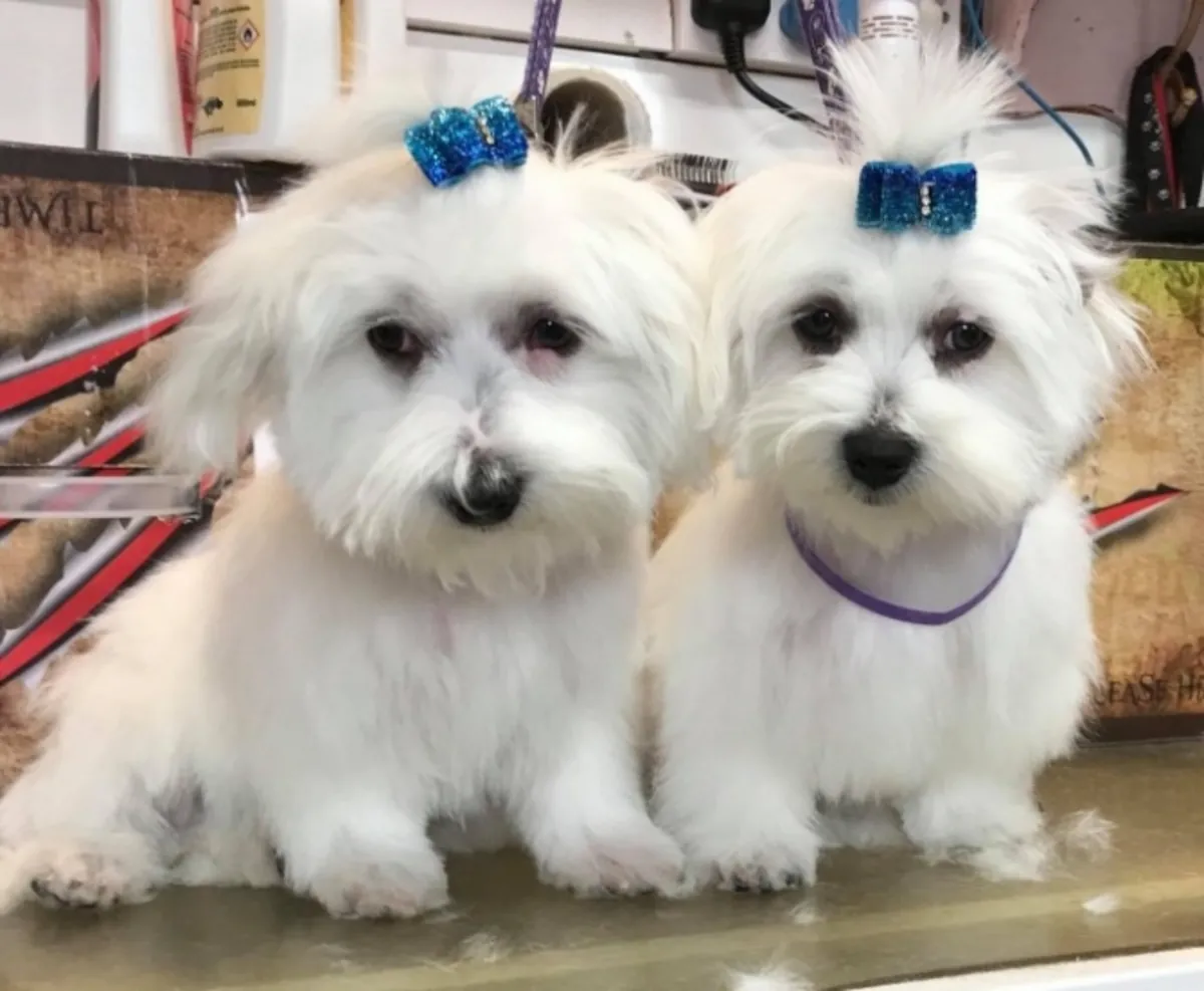 Super Adorable Teacup Maltese Puppies for Sale – Tiny, Loving & Ready for Their Forever Homes