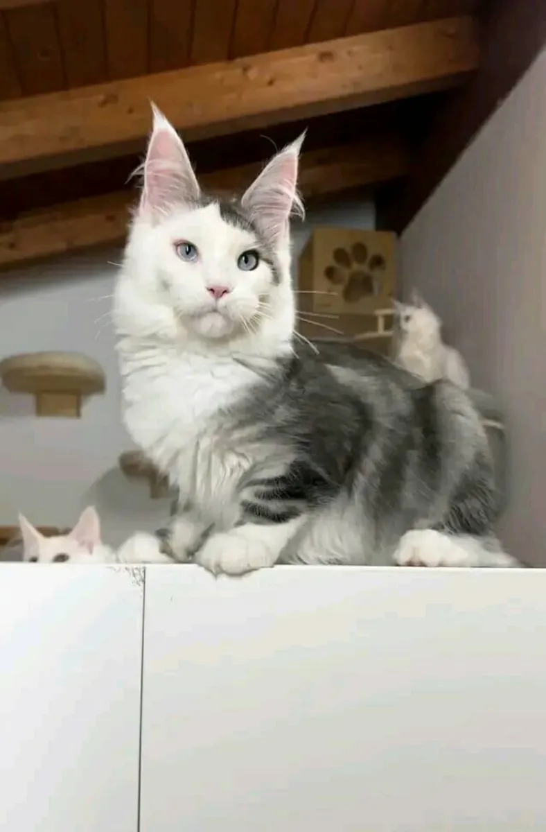 Chats Maine Coon