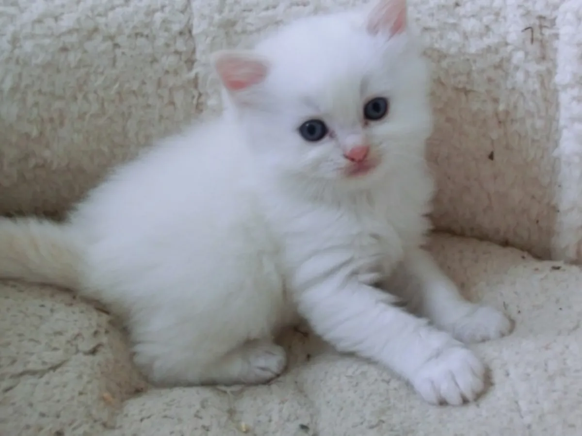 Hermosos Gatitos Ragdoll en Venta – Dulces, Gentiles y Listos para sus Hogares para Siempre