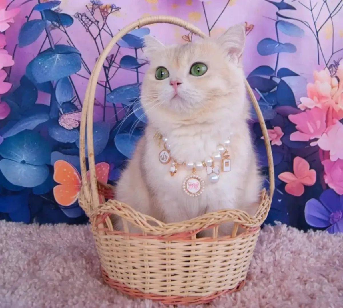 可供领养的英国短毛猫小猫
