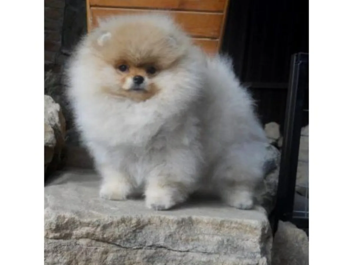 ¡Precioso Cachorro Pomerania Macho - Cara de Osito y Muy Juguetón!
