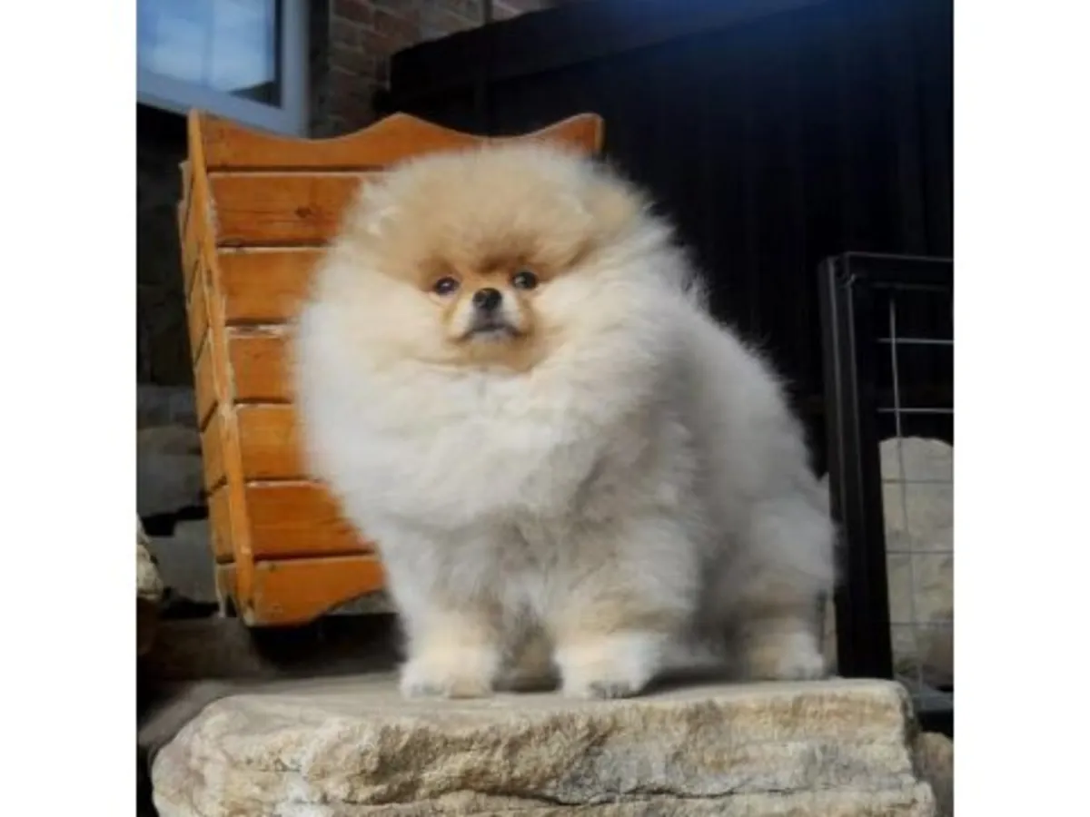 ¡Precioso Cachorro Pomerania Macho - Cara de Osito y Muy Juguetón!