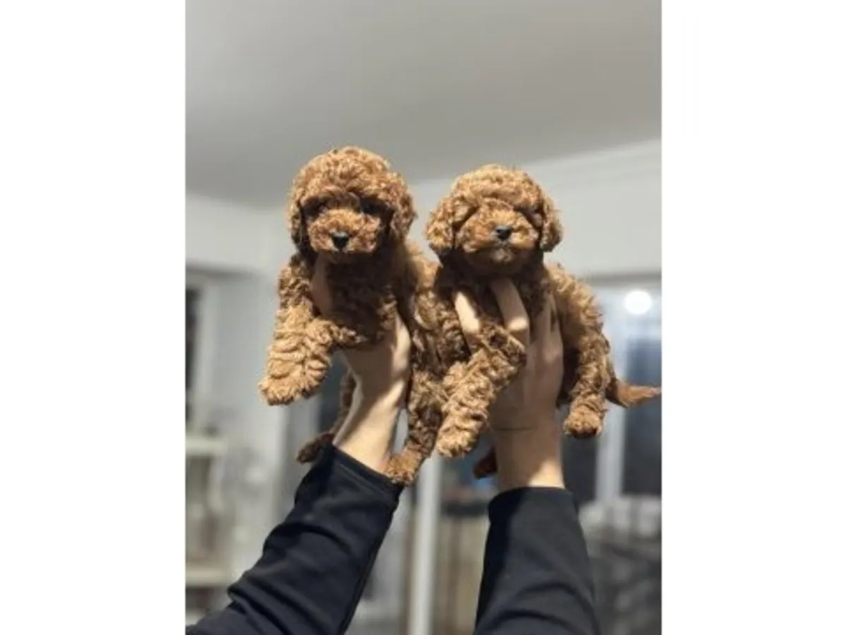 Espectacular Caniche Toy Macho Color Albaricoque - ¡100% Hipoalergénico!