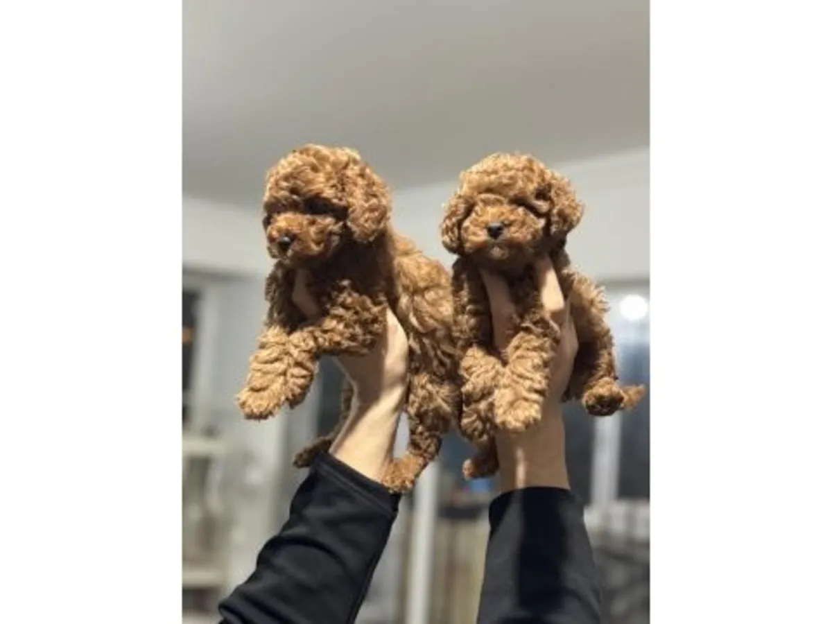 Espectacular Caniche Toy Macho Color Albaricoque - ¡100% Hipoalergénico!