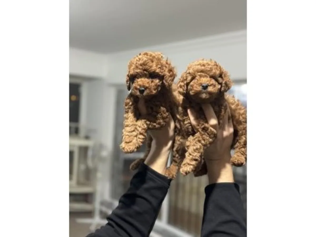 Espectacular Caniche Toy Macho Color Albaricoque - ¡100% Hipoalergénico!