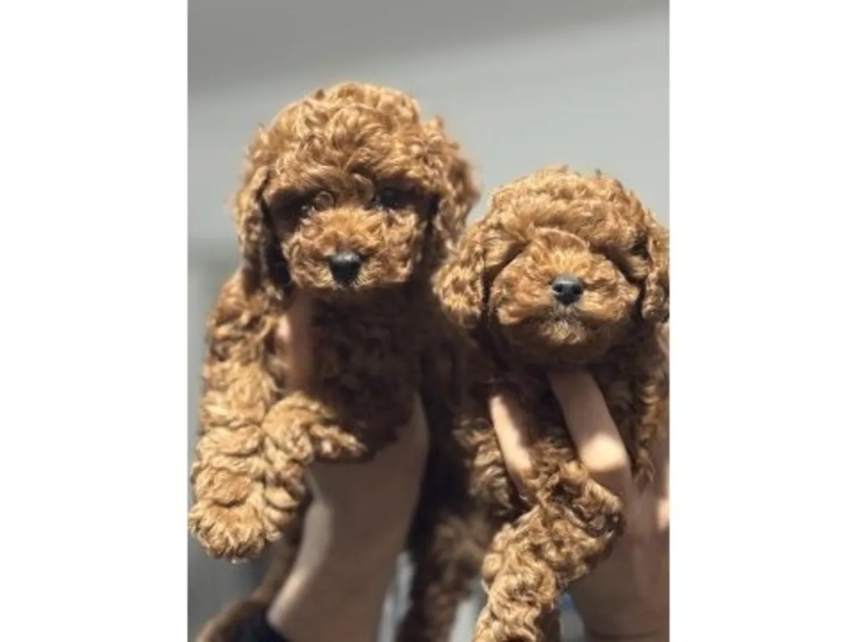 Espectacular Caniche Toy Macho Color Albaricoque - ¡100% Hipoalergénico!