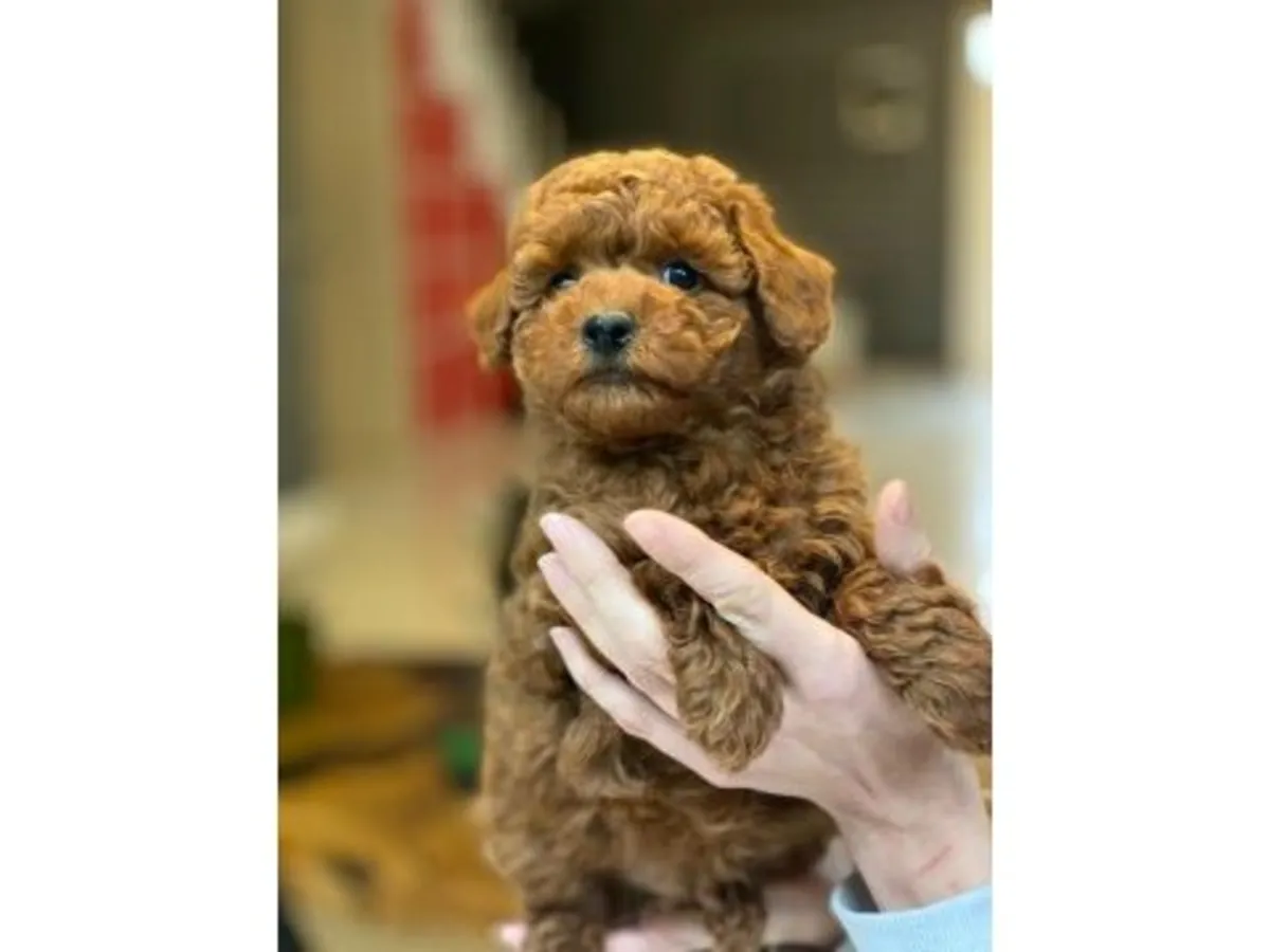 Dulce Hembra Caniche Miniatura Negra - Muy Inteligente y Entrenada