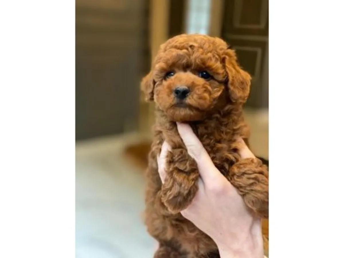 Dulce Hembra Caniche Miniatura Negra - Muy Inteligente y Entrenada