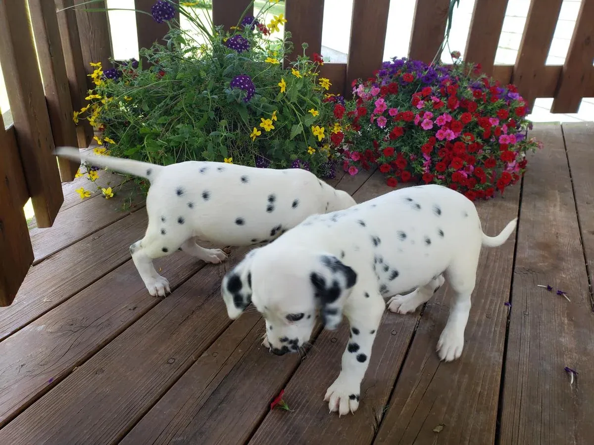 chiots dalmatiens
