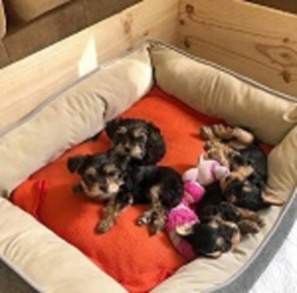 chiots Yorkshire