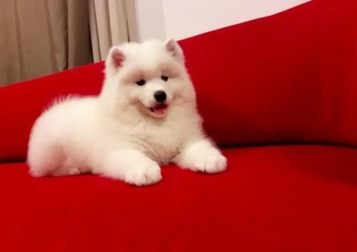 漂亮的萨摩耶幼犬，