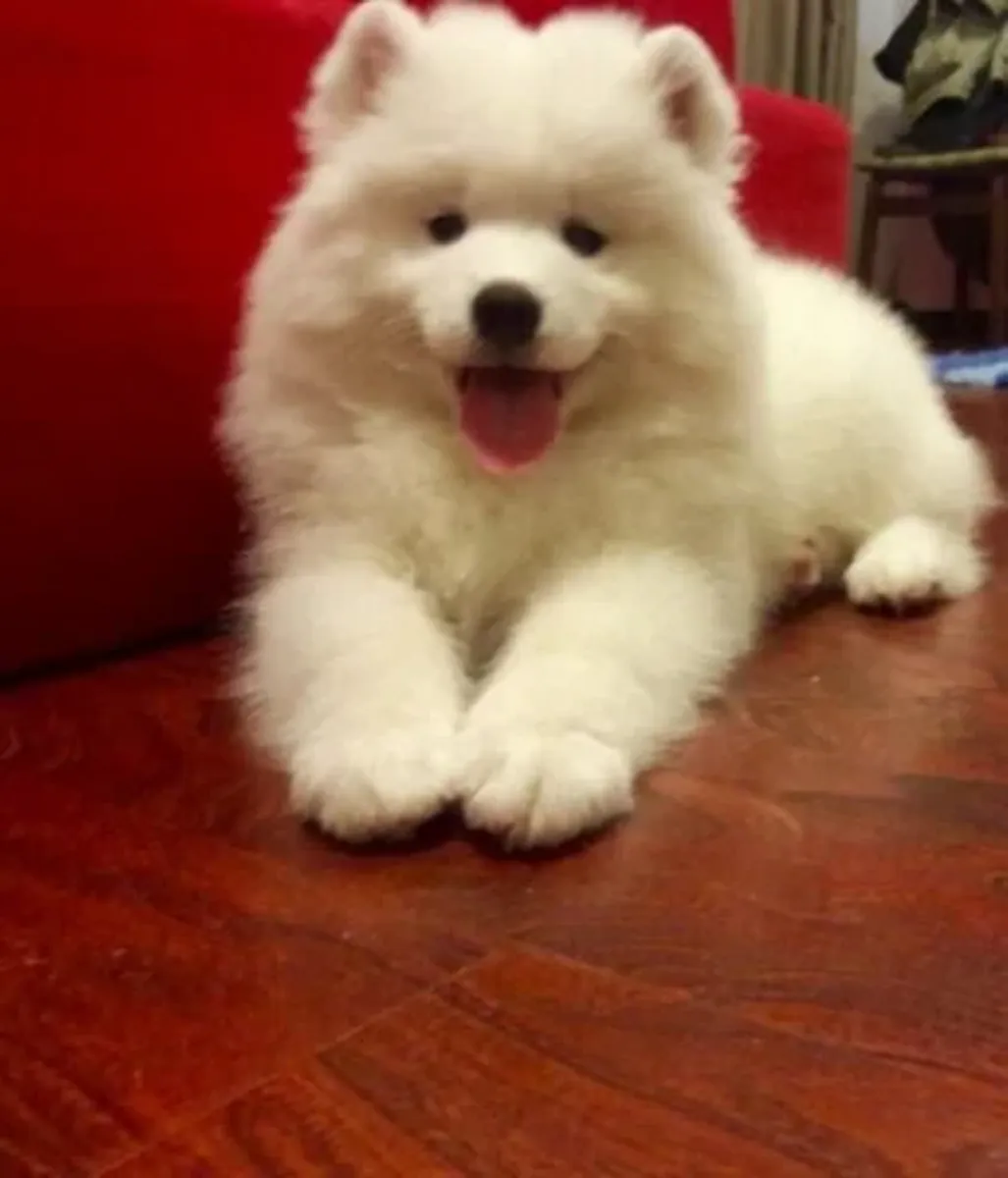漂亮的萨摩耶幼犬，