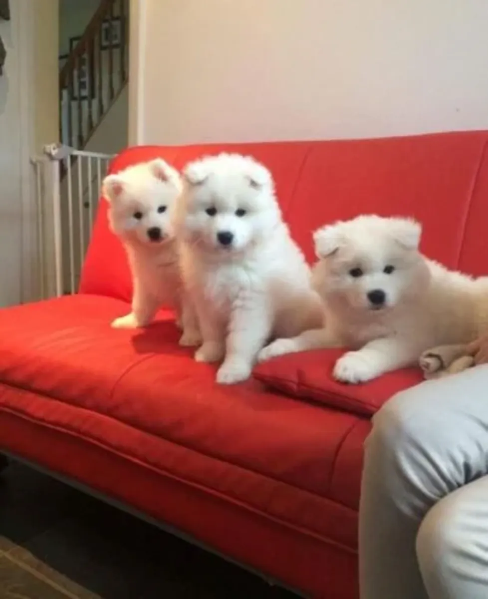 漂亮的萨摩耶幼犬，