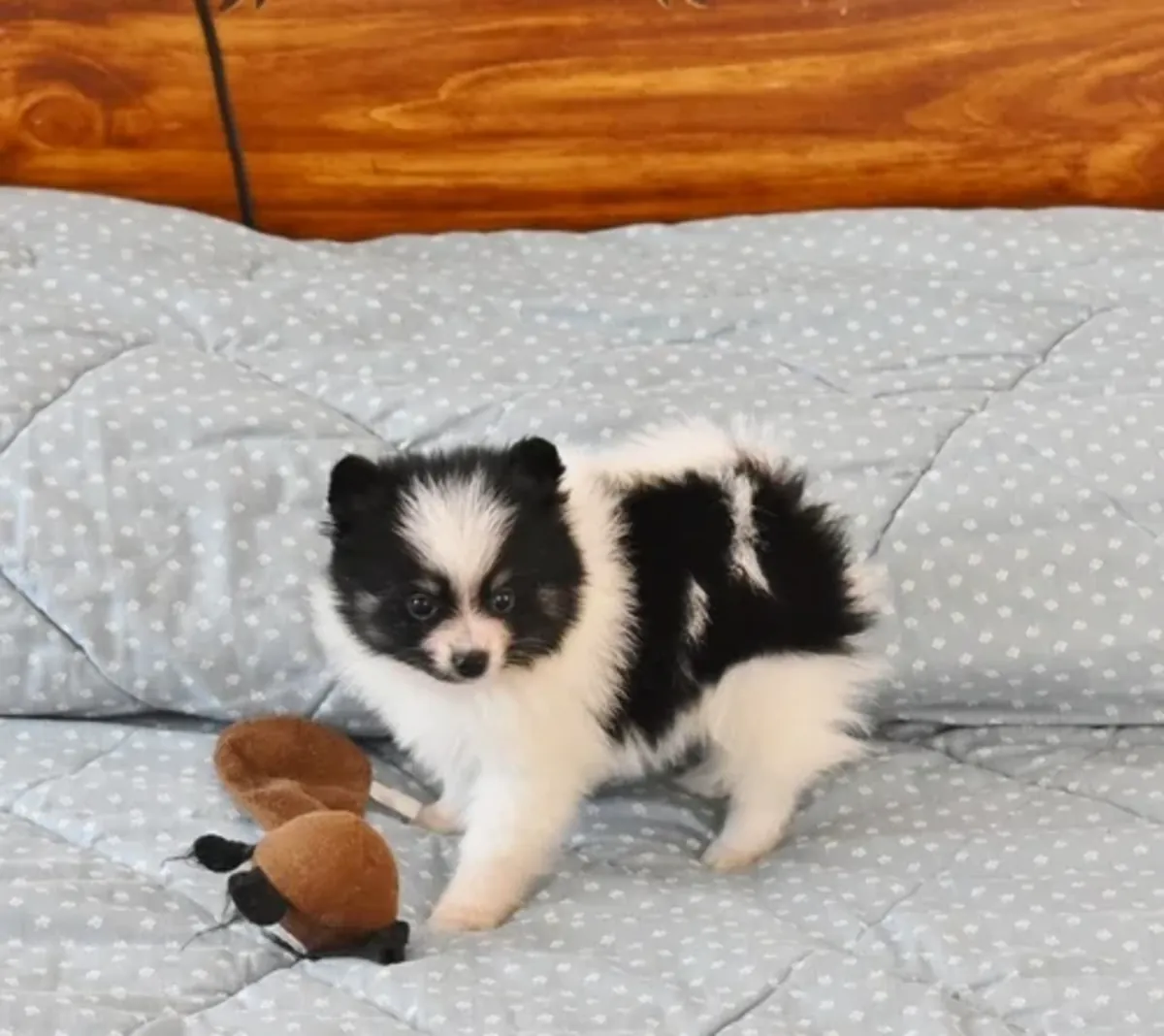 茶杯博美幼犬