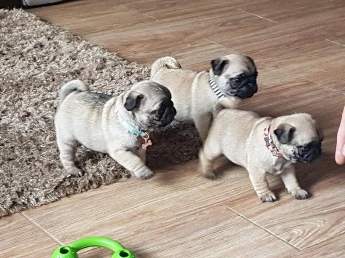 Chiots carlins