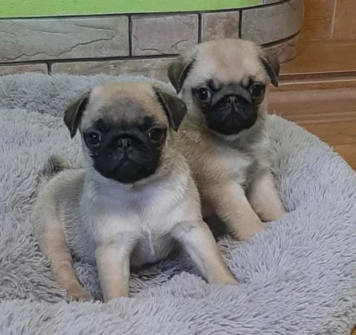 Chiots carlins