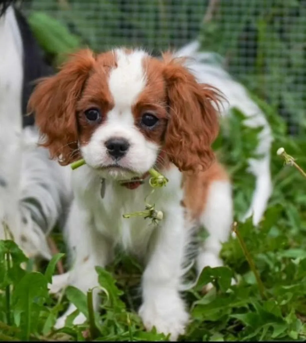 Cavalier king charle puppies