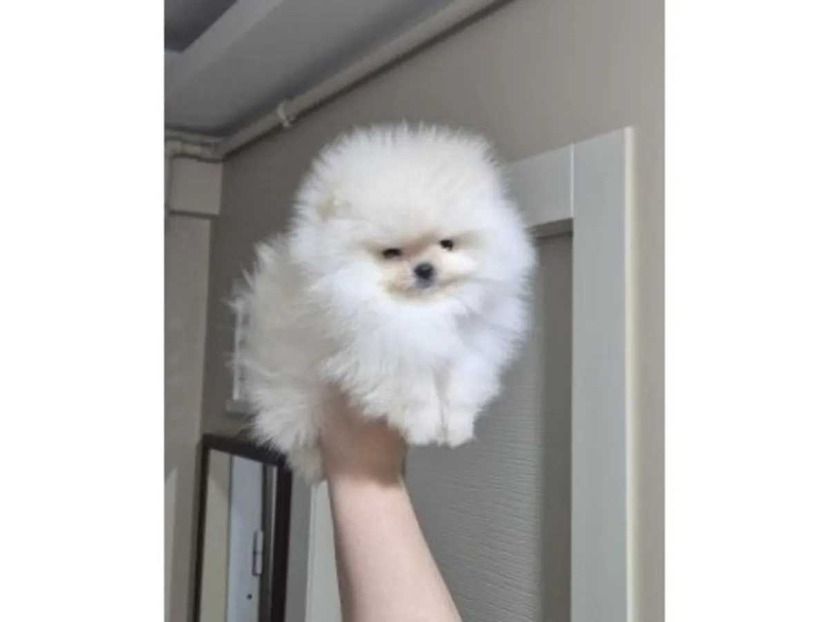 Superbe Femelle Poméranie Blanc - Douce et Prête pour sa Nouvelle Famille