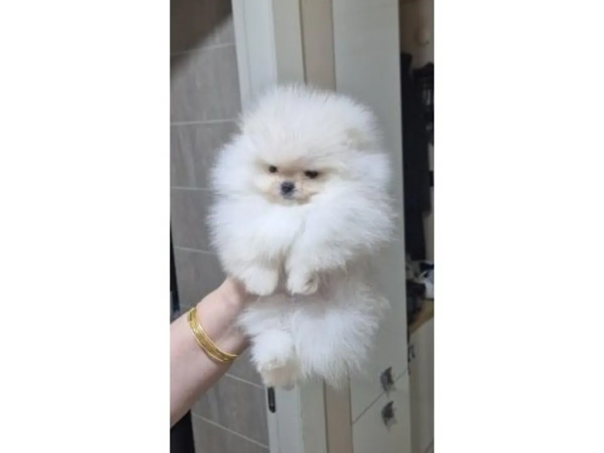 Superbe Femelle Poméranie Blanc - Douce et Prête pour sa Nouvelle Famille