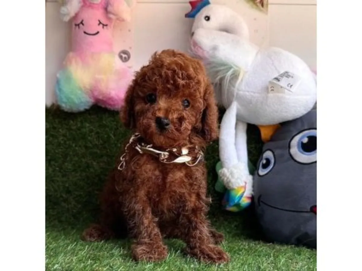 Adorable Caniche Toy Blanc - Chiot Intelligent et Hypoallergénique