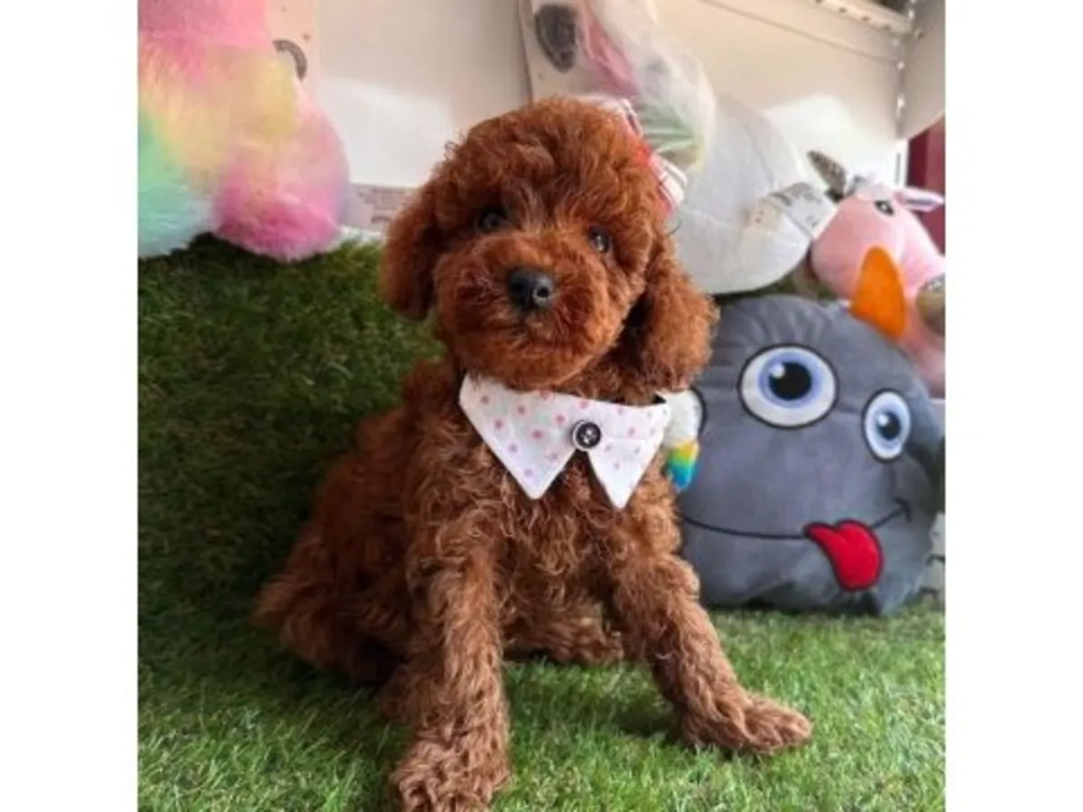 Adorable Caniche Toy Blanc - Chiot Intelligent et Hypoallergénique