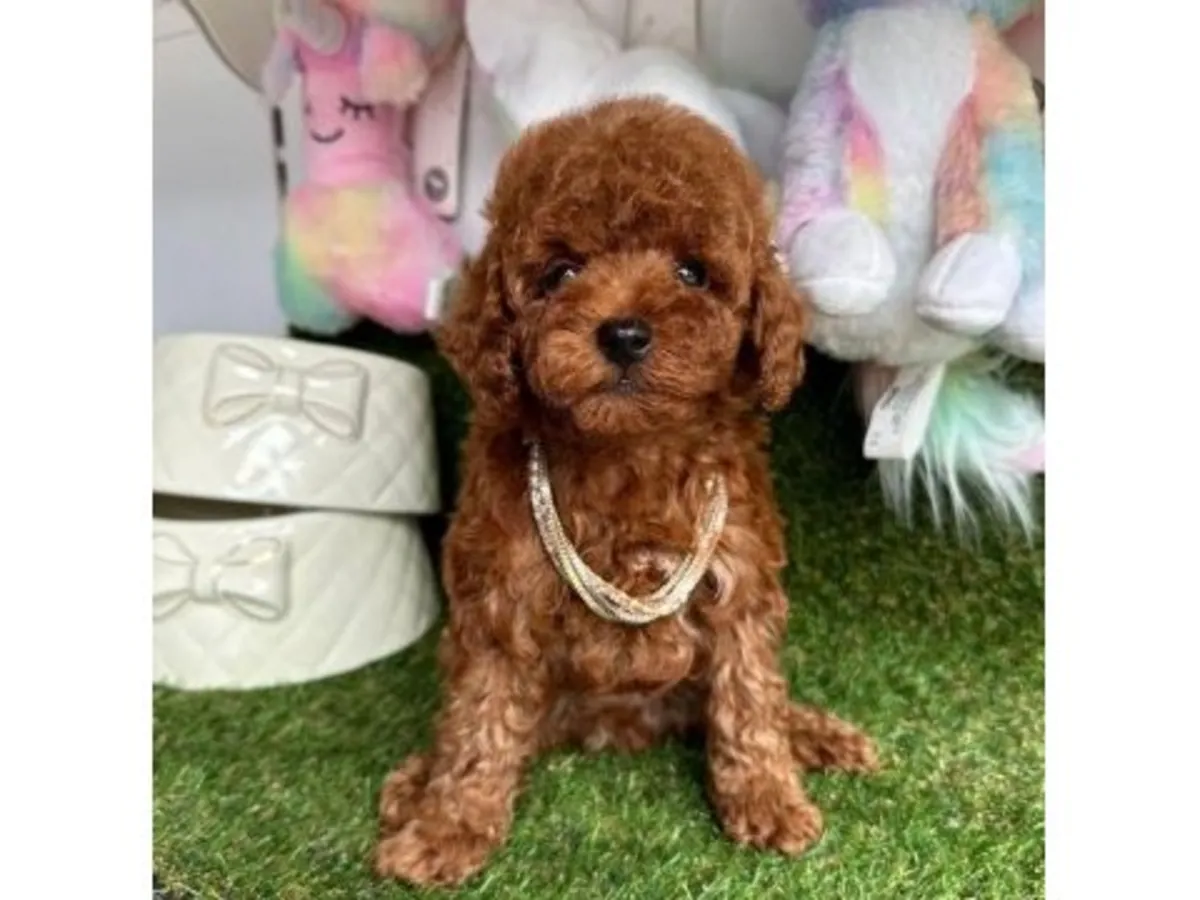 Adorable Caniche Toy Blanc - Chiot Intelligent et Hypoallergénique