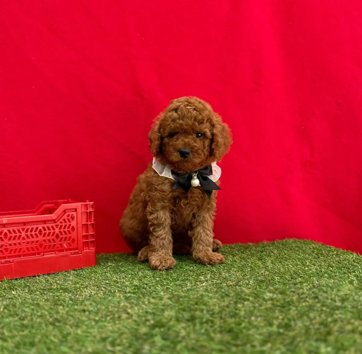 Petite Femelle Caniche Nain Marron - Très Affectueuse et Calme