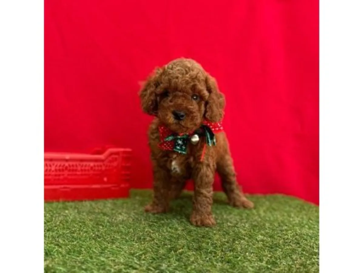 Petite Femelle Caniche Nain Marron - Très Affectueuse et Calme