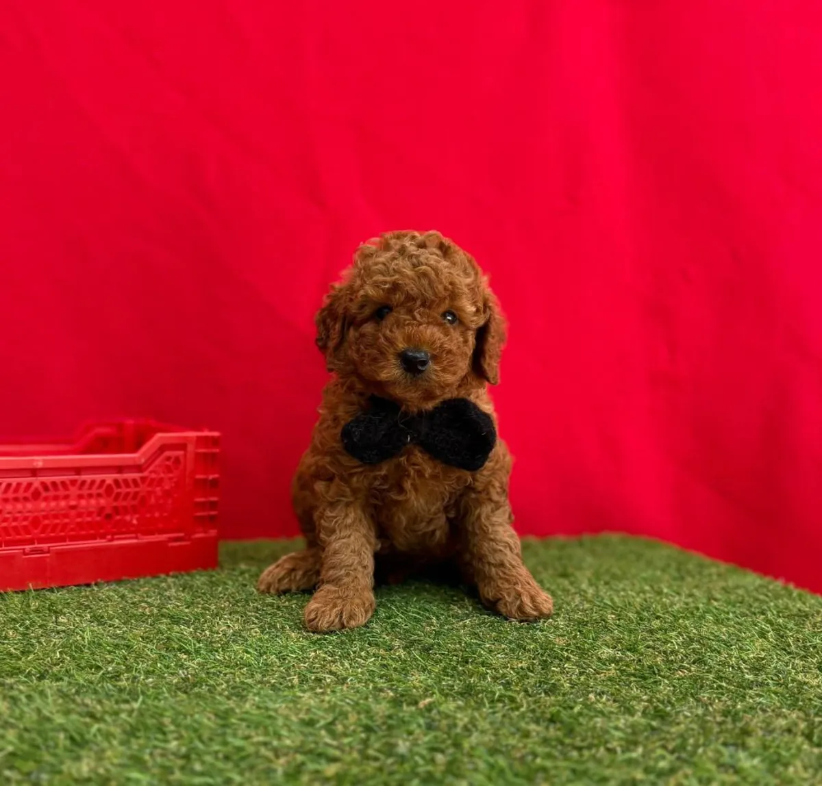 Petite Femelle Caniche Nain Marron - Très Affectueuse et Calme