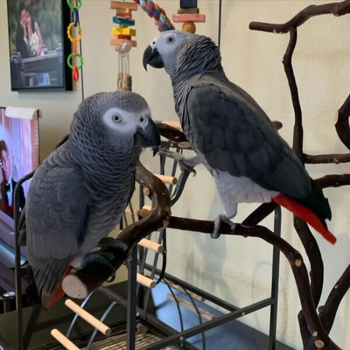¡Loros grises africanos machos y hembras disponibles! 