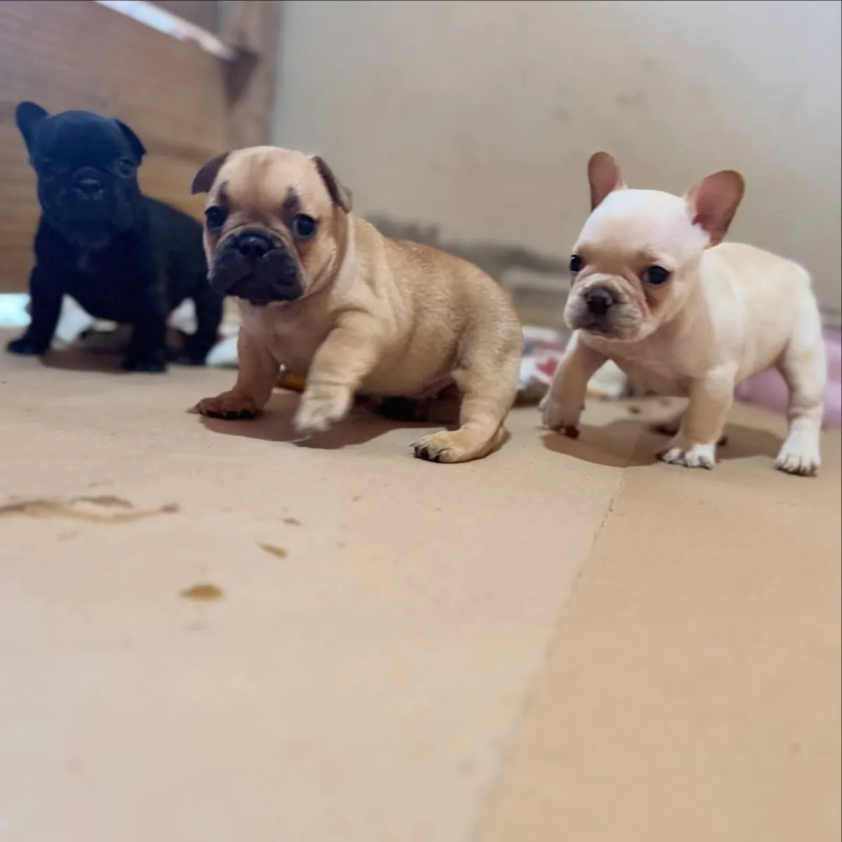 Chiots Bouledogue français, mâles et femelles, disponibles ! 🐶 34 632 000 221