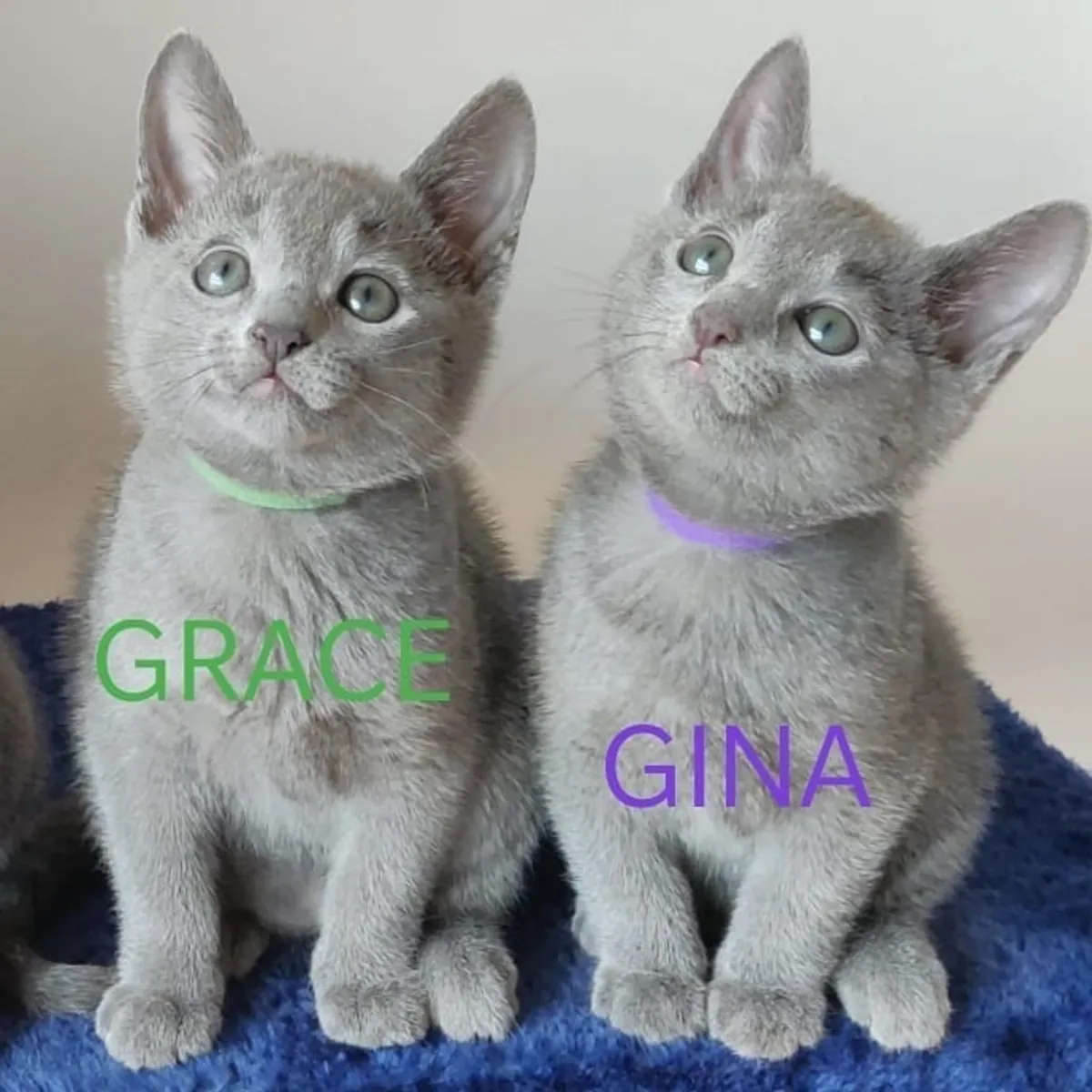 🐱 ¡Gatitos Azul Ruso, machos y hembras, disponibles! 🐱 34 632 000 221