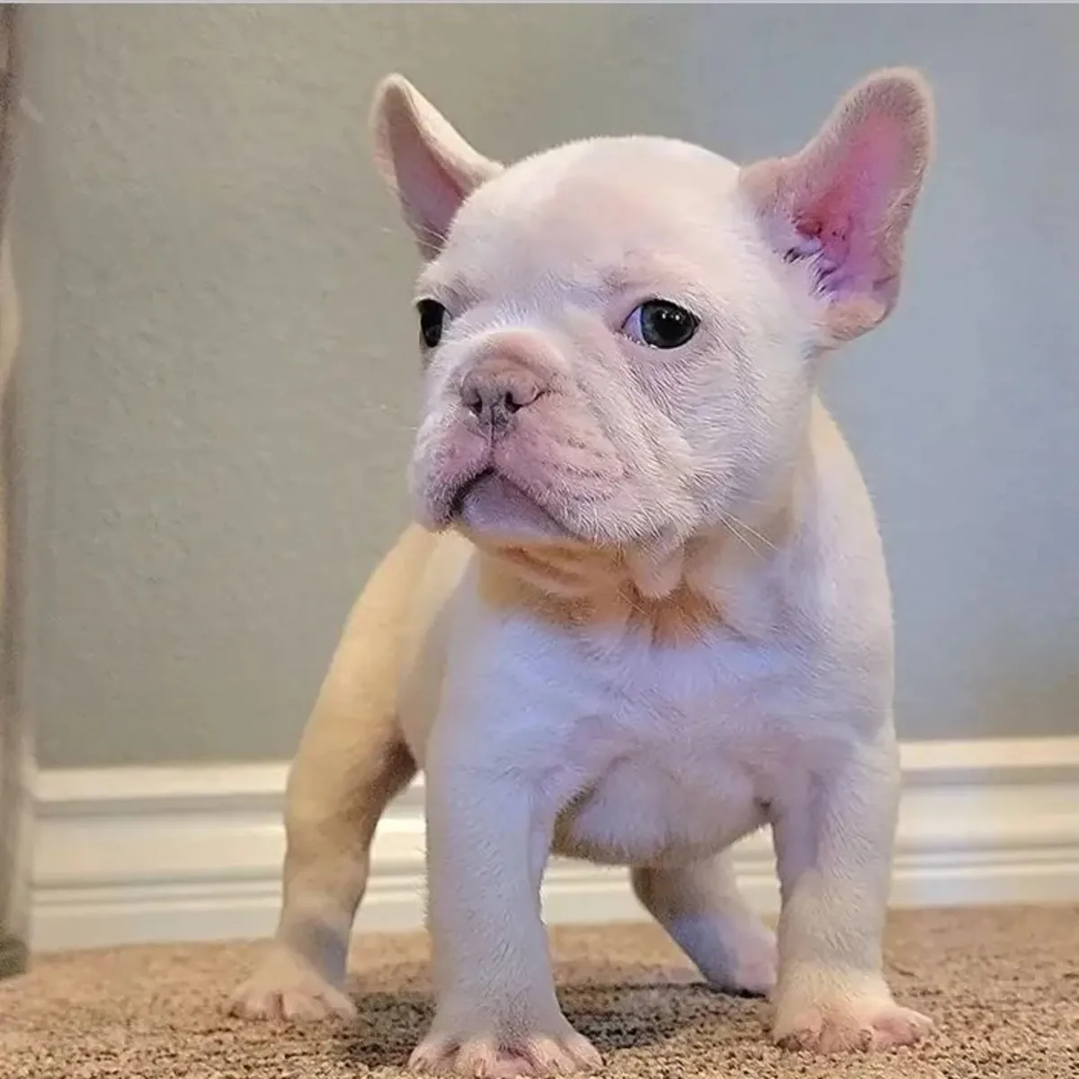 Ücretsiz Fransız buldog yavruları