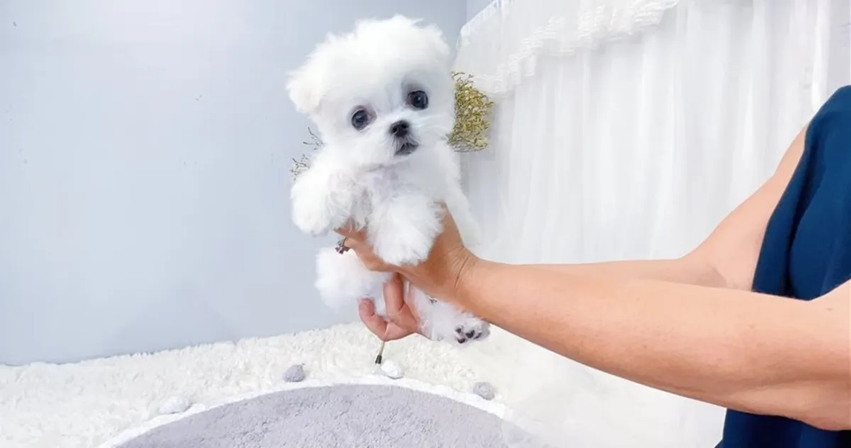 Chiots Bichon Maltais de race pure gratuits