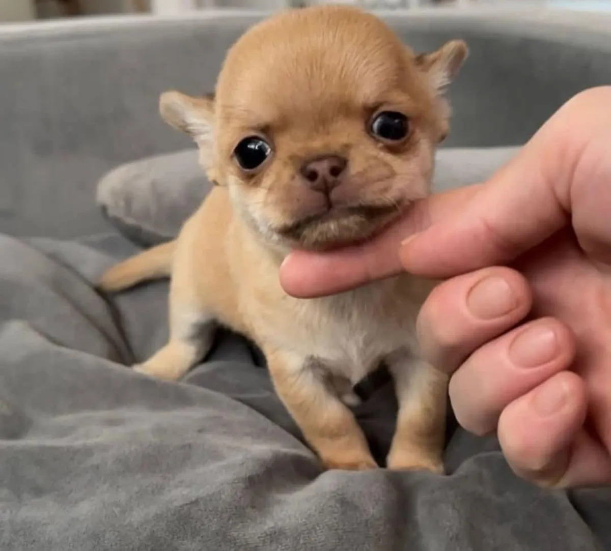 Free! Chihuahua puppies ready for a new home