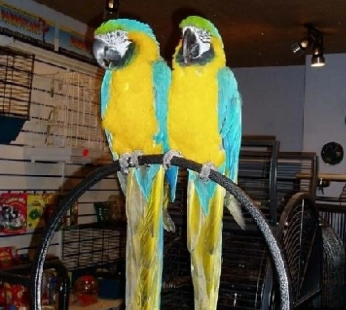 Extraordinary Young Pair of Tame Macaws