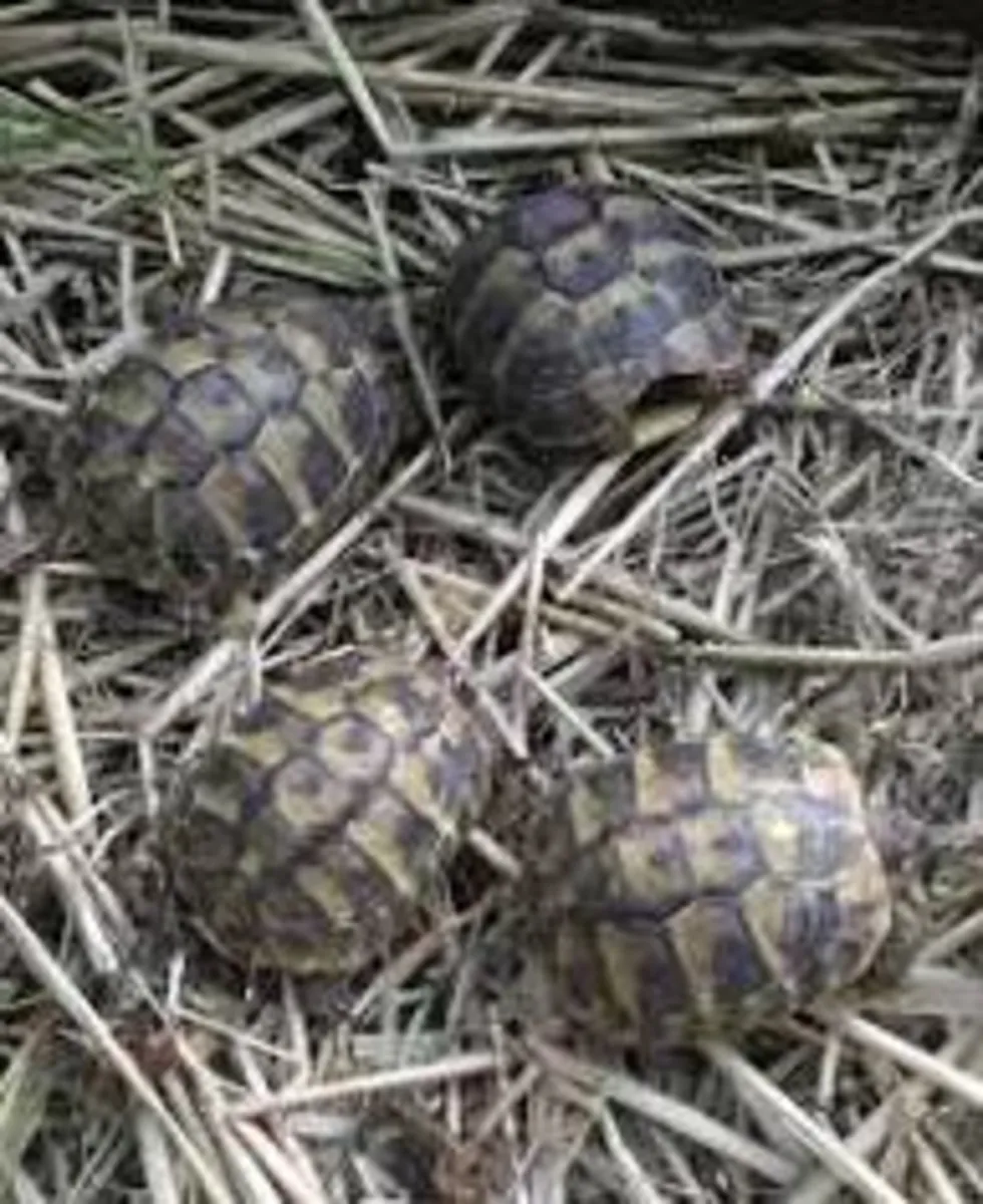Hermann Tortoises (testudo hermanni)