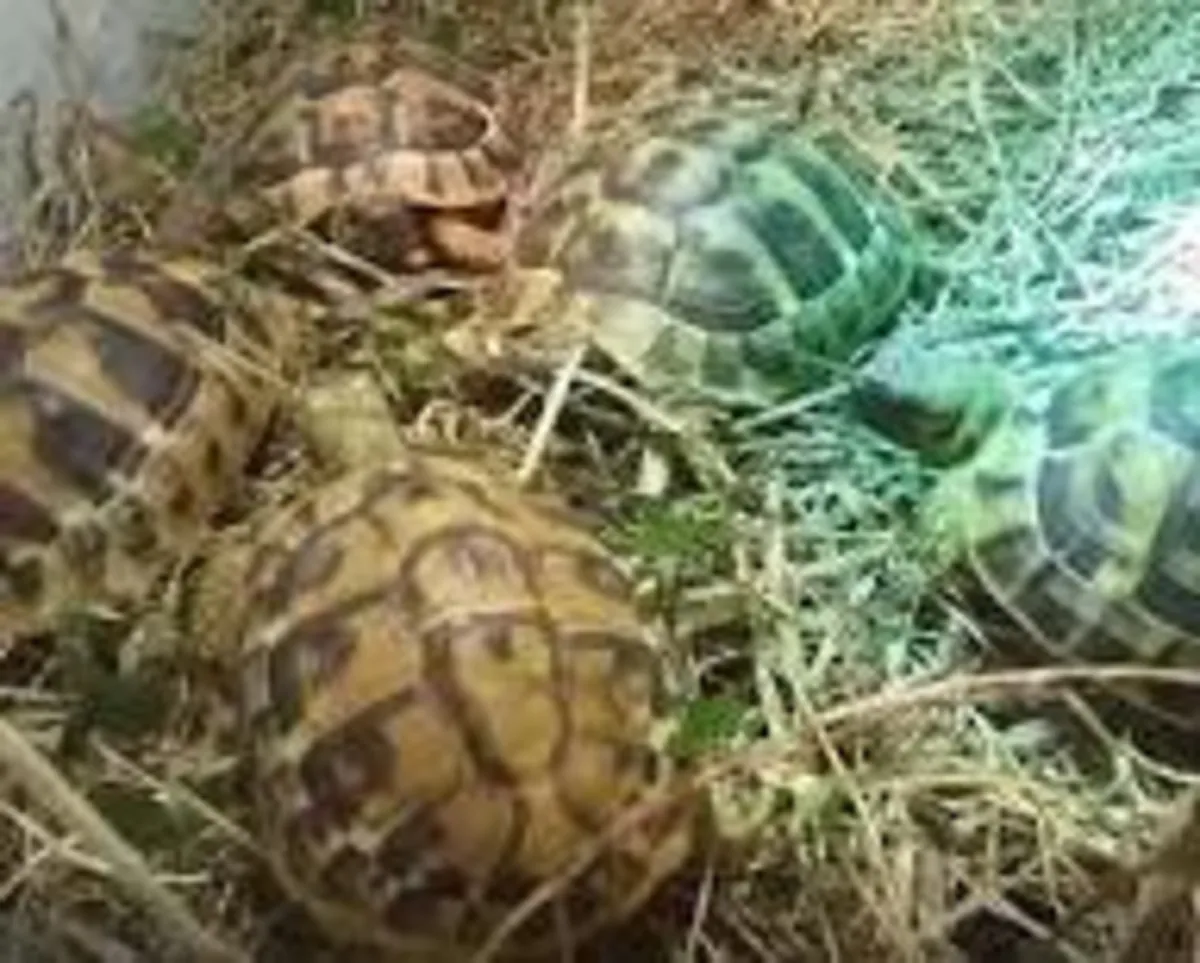 Young Hermann Testudo Hermanni Tortoises