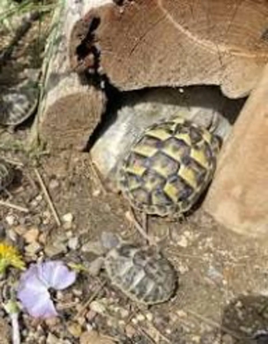 Tortues de terre hermann à céder