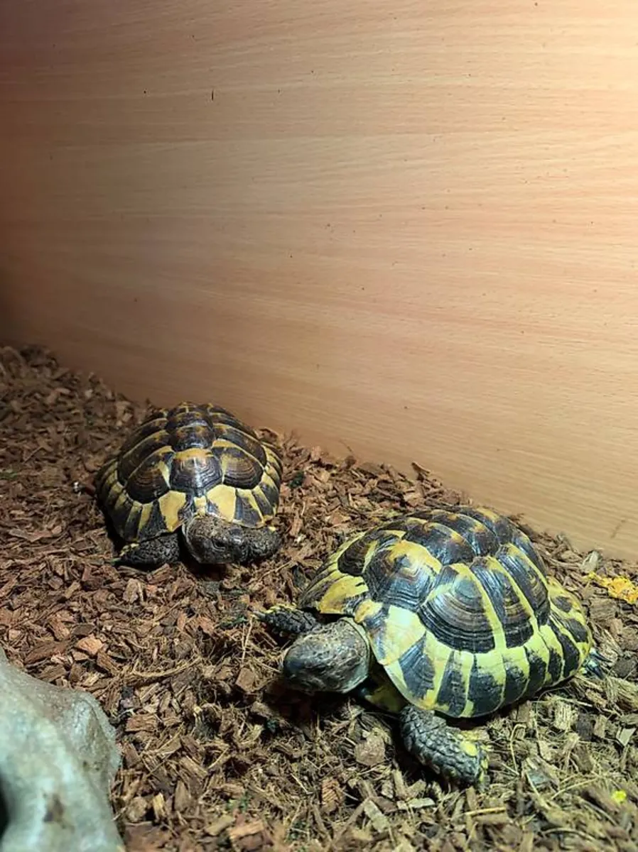 Tortues de terre hermann à céder