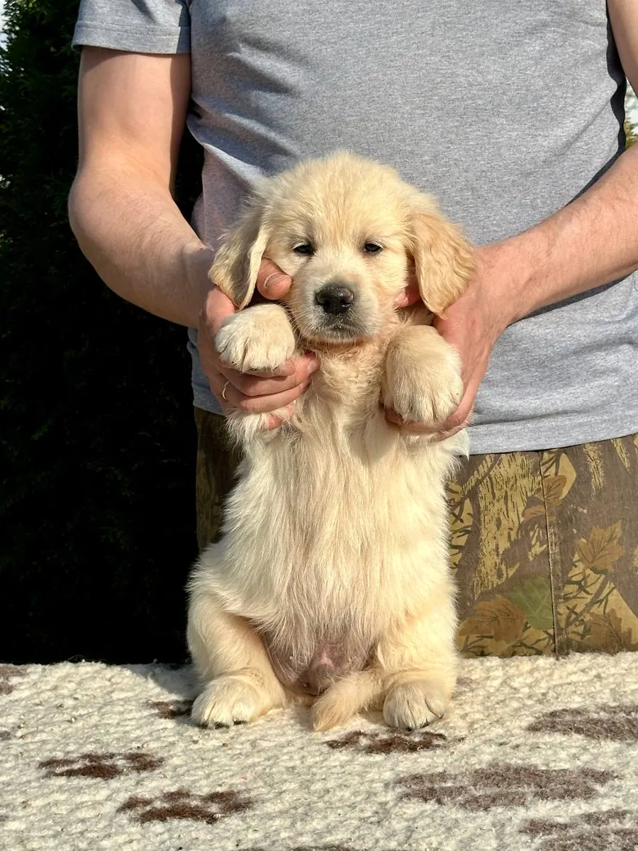 Golden Retriever