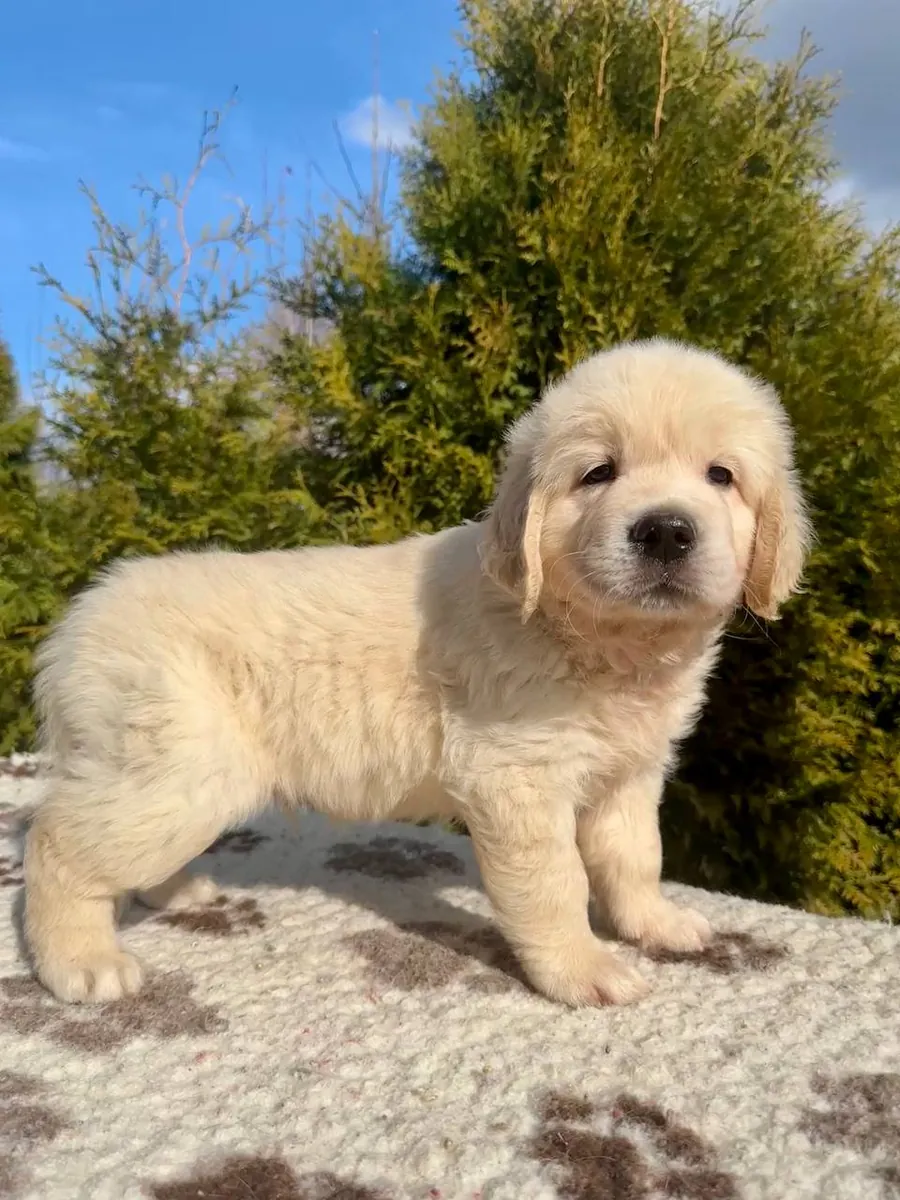 Golden Retriever